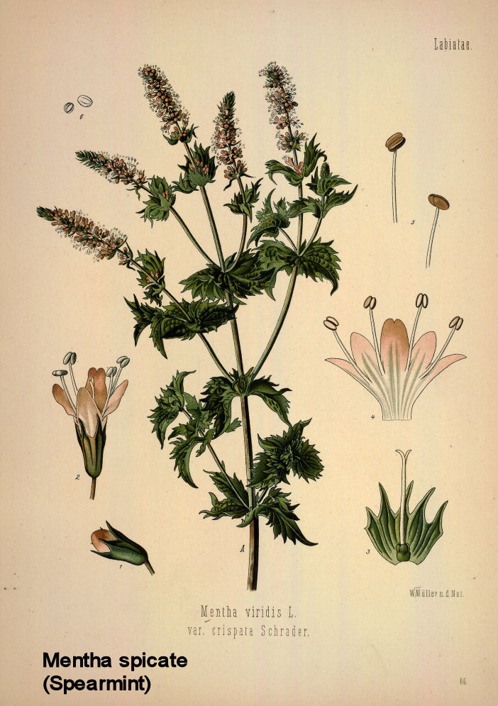 Mentha spicata - Spearmint